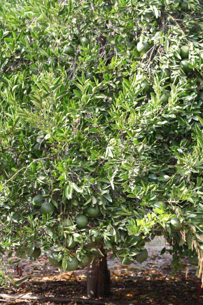            Habit (Riverside, CA)   